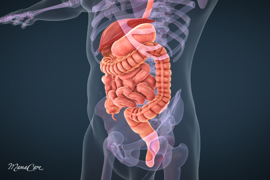 Cải thiện hệ tiêu hóa là yếu tố then chốt giúp cơ thể hấp thu dinh dưỡng hiệu quả