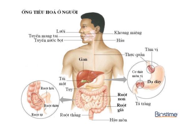 Hệ tiêu hóa đóng vai trò trung tâm trong việc cung cấp năng lượng và dưỡng chất nuôi cơ thể