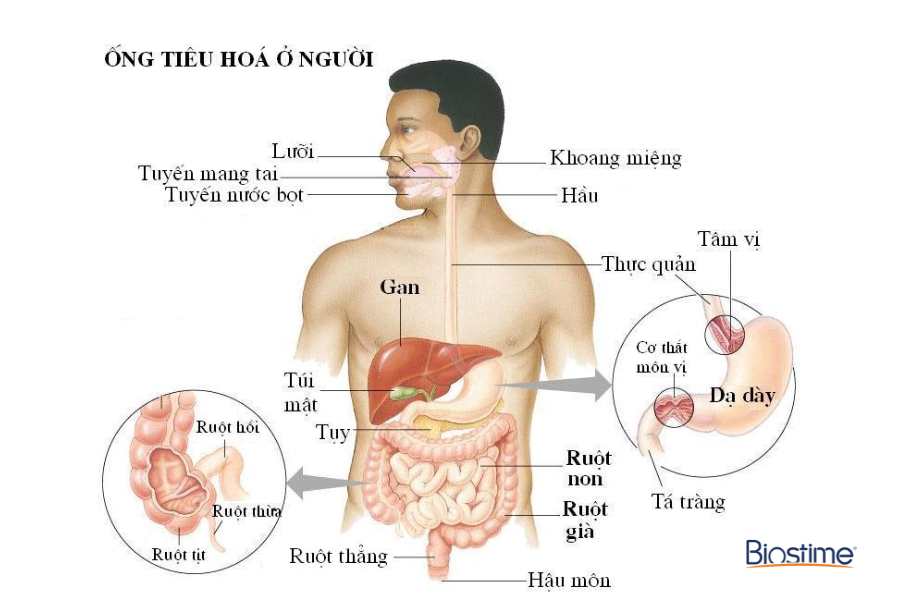 Hệ tiêu hóa đóng vai trò trung tâm trong việc cung cấp năng lượng và dưỡng chất nuôi cơ thể