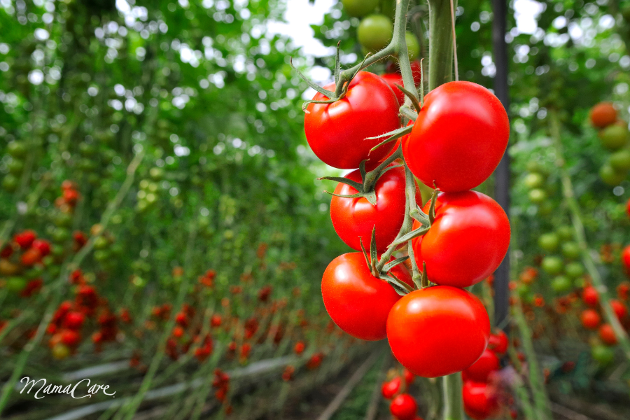 Nấu cà chua với dầu oliu giúp lycopene hấp thụ tốt hơn
